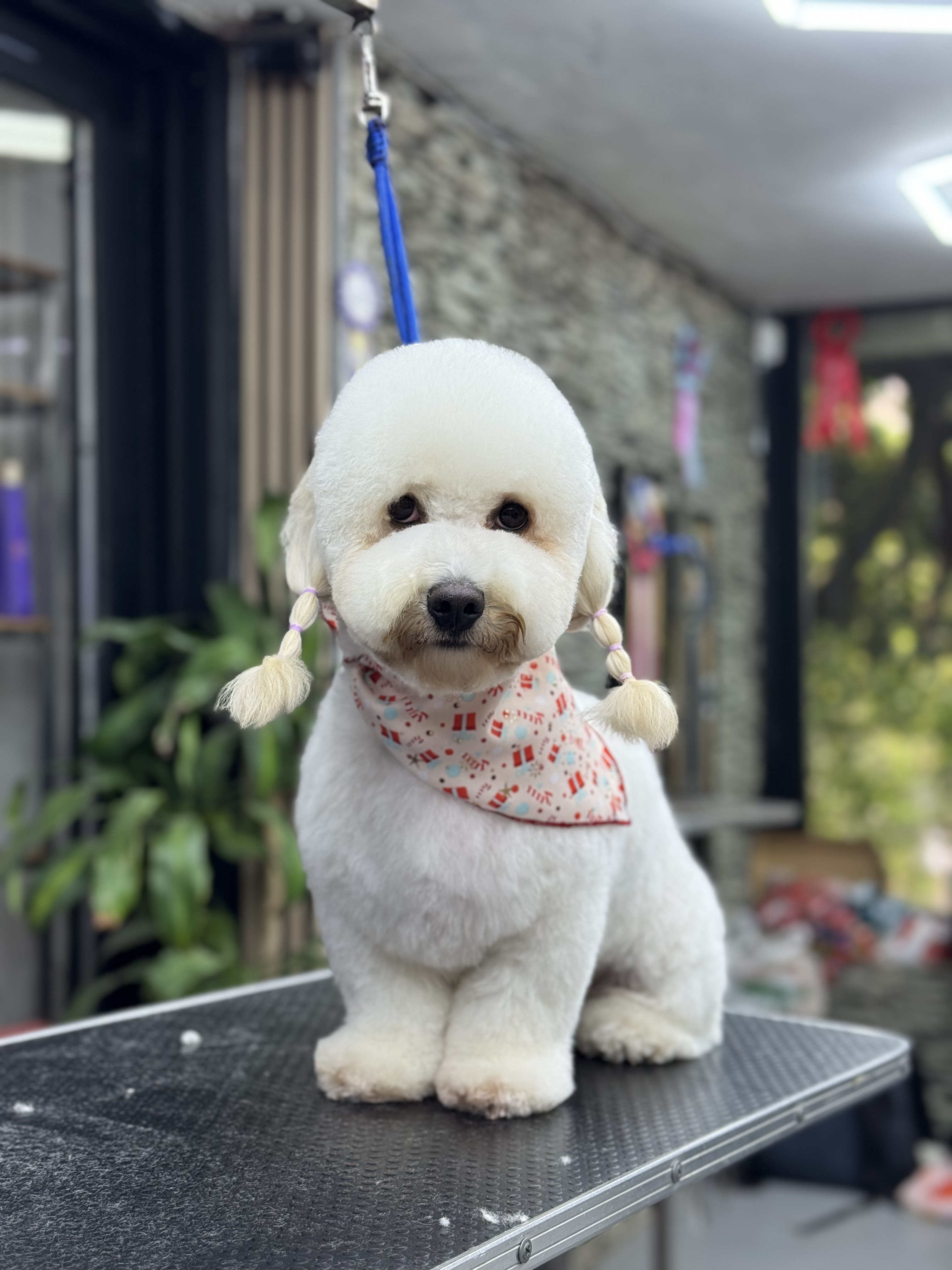 Peluquería canina Poblado Dogs